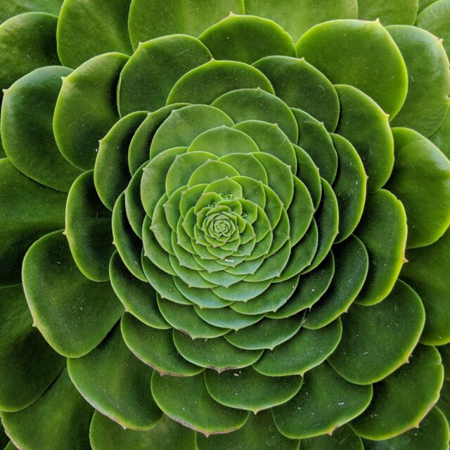 a succulent plant that shows fractals and sacred geometry